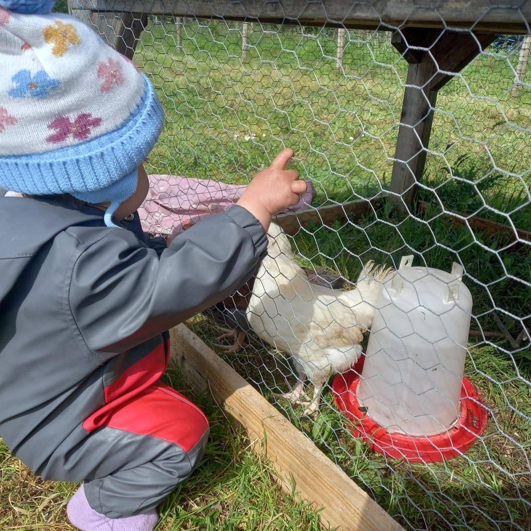 A child helping at the chicken run, filling the feeder